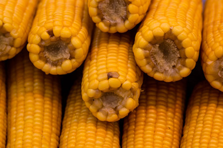 Grilled corn vegetable food background
