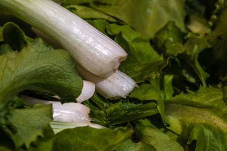 Bunch of green onions and green salad. Spring onions detail, healthy food conceptの写真素材
