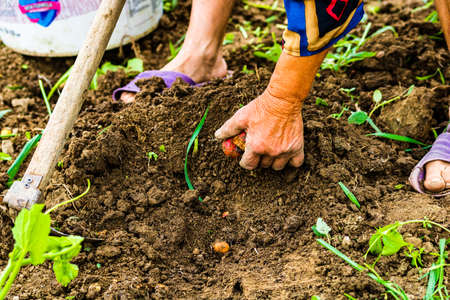 Harvesting and digging potatoes with hoe and hand in garden. Digging organic potatoes by dirty hard worked and wrinkled hand .の写真素材
