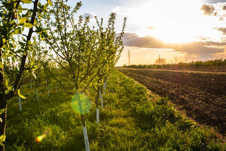 Young apple orchard. Agricultural concept, countryside apple orchardの写真素材