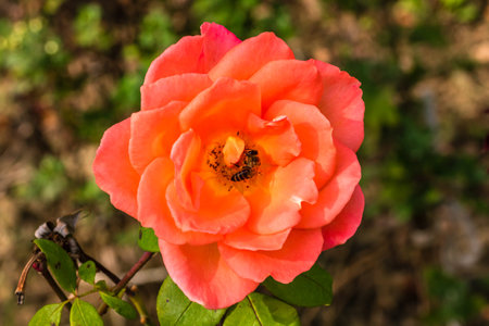 Delicate colorful rose isolated in garden with copy space. Rose isolated background wallpaper.の写真素材