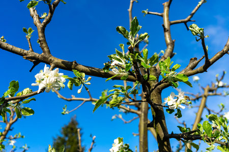 Spring time, blossom trees in the garden