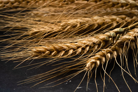 Wheat ears detail. Cereals for backery, flour productionの写真素材