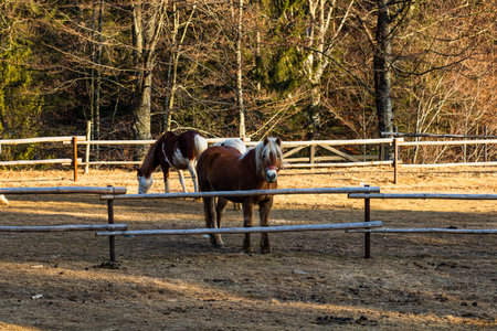 Horses grazing in a field near the paddock