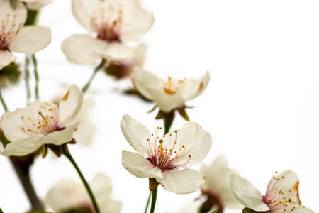 Spring flowering trees with white flowers in the garden. Spring background and blossom treeの写真素材
