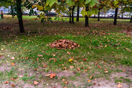 Autumn scenery with alley of fall leaves
