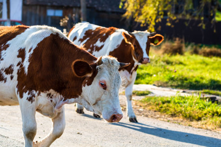 A cattle of cows crossing the street