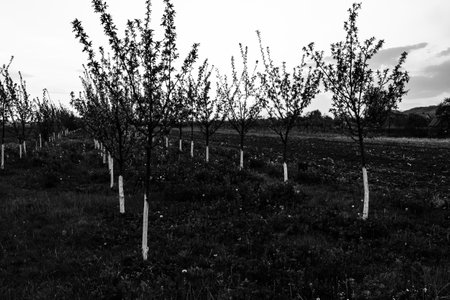 Beautiful blooming of apple orchard. Agriculture conceptの写真素材