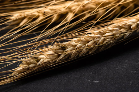 Wheat ears detail. Cereals for backery, flour productionの写真素材