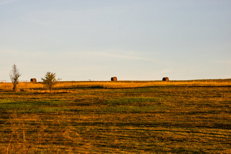 Golden hay bales. Agricultural parcels of different crops and hay rollの写真素材