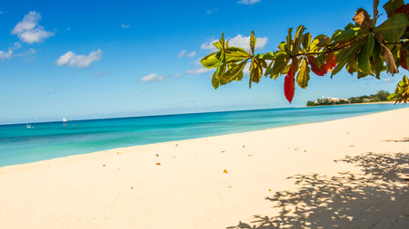 Barbados Island's Sandy Paradise Beach, Caribbean Islandの写真素材