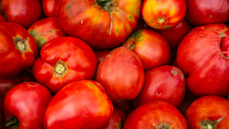 Close up photo of bio tomatoes. Ripe tomatoes, for preparing tomato sauce.の写真素材