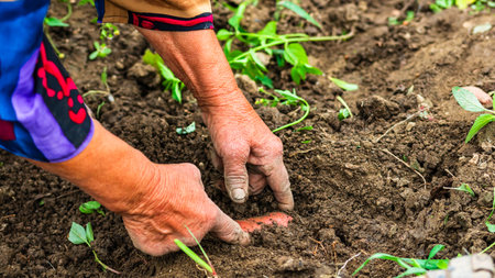 Harvesting and digging potatoes with hoe and hand in garden. Digging organic potatoes by dirty hard worked and wrinkled hand .の写真素材