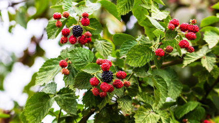 Close up photo of unripe and ripe blackberry fruits on a shrub in a garden.の写真素材