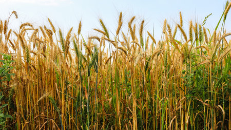 Part of golden wheat field on a sunny day.の写真素材