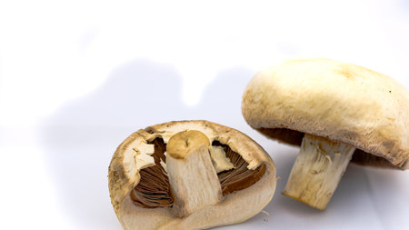 Fresh champignons, champignon mushrooms, close-up, isolatedの写真素材