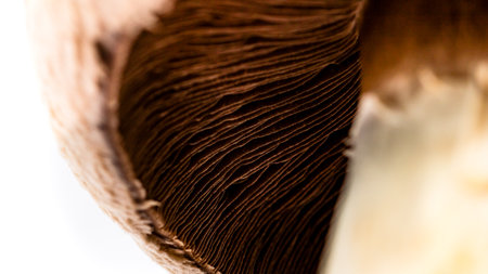 Fresh champignons, champignon mushrooms, close-up, isolatedの写真素材