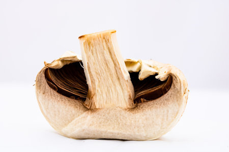 Fresh champignons, champignon mushrooms, close-up, isolatedの写真素材
