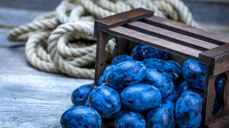 Ripe blue plums in a wooden crate in a rustic composition.の写真素材