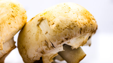 Fresh champignons, champignon mushrooms, close-up, isolatedの写真素材
