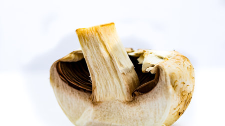 Fresh champignons, champignon mushrooms, close-up, isolatedの写真素材