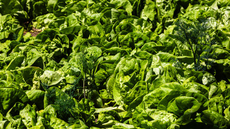 Gardening composition with fresh green lettuce in a garden.の写真素材