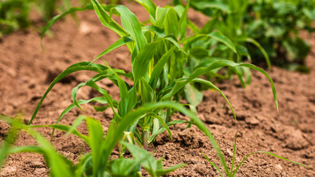 Close up of fresh and  little corn plants on a field, rural corn growing concept.の写真素材