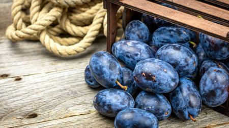 Ripe blue plums in a wooden crate in a rustic composition.の写真素材