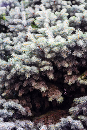 Silver pine tree, silver spruce pine, fir tree brunches closeup photoの写真素材
