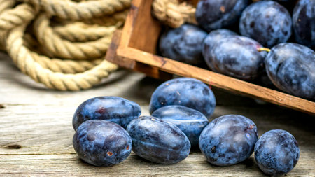 Ripe blue plums in a wooden crate in a rustic composition.の写真素材