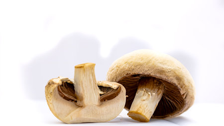 Fresh champignons, champignon mushrooms, close-up, isolatedの写真素材