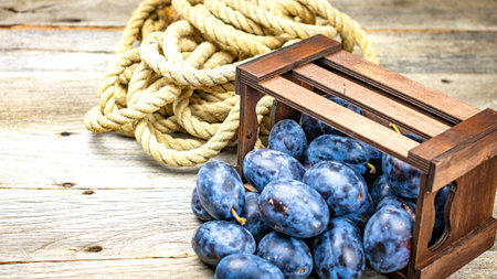 Ripe blue plums in a wooden crate in a rustic composition.の写真素材