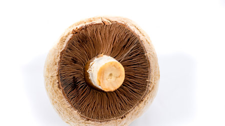 Fresh champignons, champignon mushrooms, close-up, isolatedの写真素材