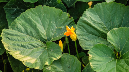 Close up photo of pumpkin`s leaves and flowers.の写真素材