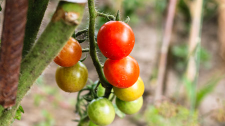 Unripe and ripe cherry tomatoes on a branch in a garden.の写真素材