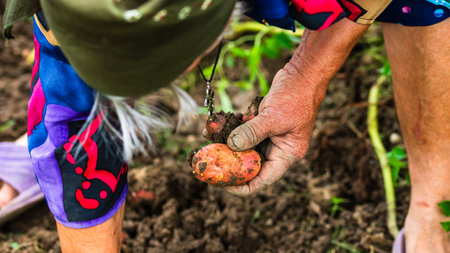 Dirty hard worked and wrinkled hands holding fresh organic potatoes. Old woman holding harvested potatoes in hands.の写真素材