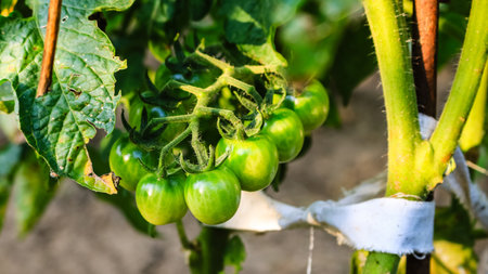 Tomatoes in the greenhouse with the green fruits.の写真素材