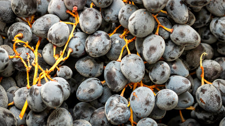 Close up of ripe grapes, background of grapes.の写真素材