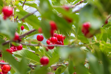 Red and sweet cherry berries. Detail of ripe cherriesの写真素材