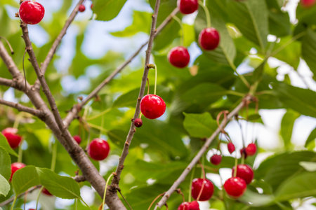 Red and sweet cherry berries. Detail of ripe cherriesの写真素材