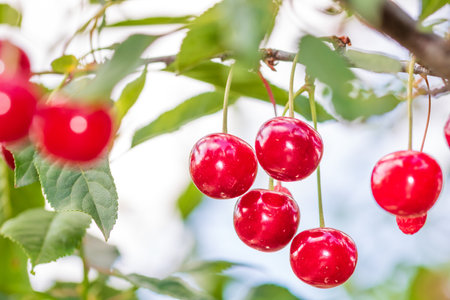 Red and sweet cherry berries. Detail of ripe cherriesの写真素材