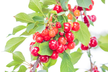 Red and sweet cherry berries. Detail of ripe cherriesの写真素材