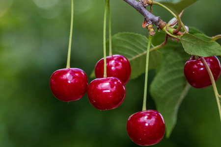 Red and sweet cherry berries. Detail of ripe cherries