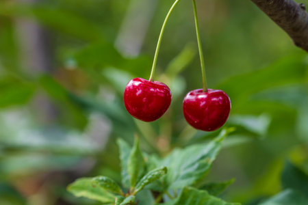 Red and sweet cherry berries. Detail of ripe cherriesの写真素材