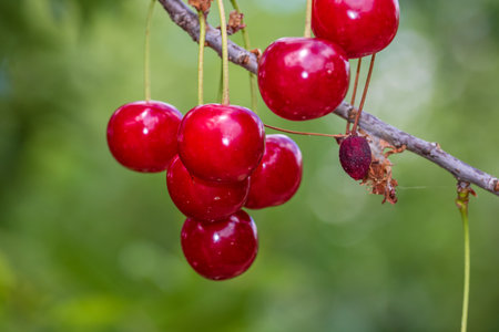 Red and sweet cherry berries. Detail of ripe cherriesの写真素材