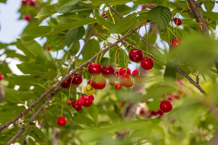 Red and sweet cherry berries. Detail of ripe cherriesの写真素材
