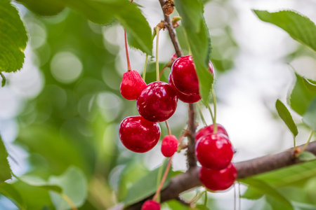 Red and sweet cherry berries. Detail of ripe cherriesの写真素材