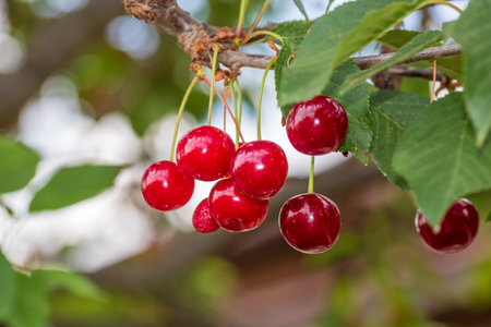 Red and sweet cherry berries. Detail of ripe cherriesの写真素材