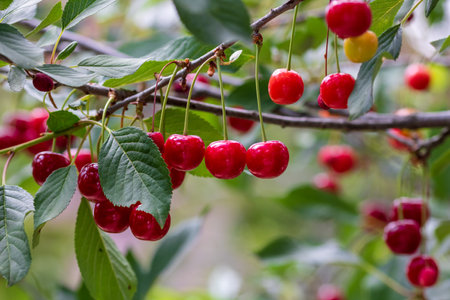 Red and sweet cherry berries. Detail of ripe cherriesの写真素材