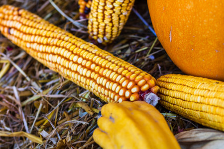 Toned autumn background of pumpkins and cornの写真素材
